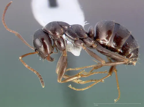 Formica microphthalma