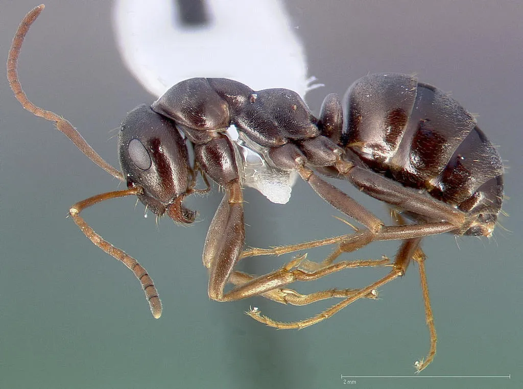 Formica microphthalma - photo 2