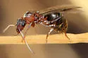 Formica moki - photo 2