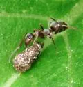 Formica montana - Formica montana