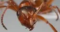 Formica neoclara