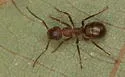 Formica nepticula