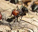 Thatching ant - Formica obscuripes