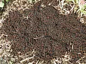 Thatching ant - photo 2