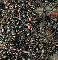 Thatching ant - photo 3