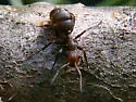 Thatching ant - photo 4
