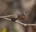 Thatching ant - photo 5