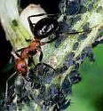 Formica obscuriventris - photo 2