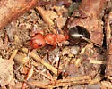Formica obscuriventris - photo 3