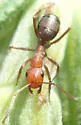 Formica obscuriventris - photo 4