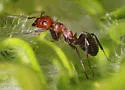 Formica obscuriventris - photo 5