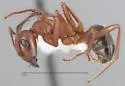 Formica obtusopilosa