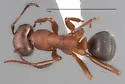 Formica obtusopilosa - photo 2