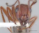 Formica obtusopilosa - photo 3