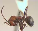Formica obtusopilosa - photo 5