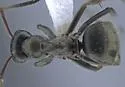 Formica occulta - photo 2