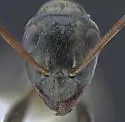 Formica occulta - photo 3