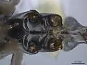 Formica occulta - photo 5