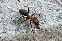 Formica opaciventris