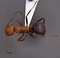 Formica oreas