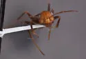 Formica oreas - photo 2