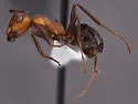 Formica oreas - photo 3