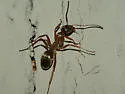 Formica pacifica