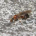 Formica pacifica - photo 2