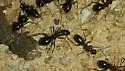 Formica pallidefulva - Formica pallidefulva