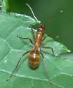 Formica pallidefulva - photo 2
