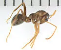 Formica pallidefulva - photo 3