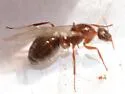 Formica pallidefulva - photo 4
