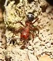 Formica pergandei