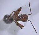 Formica pergandei - photo 2