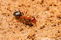 Formica perpilosa - photo 4