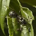 Formica podzolica