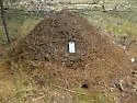 Formica propinqua - photo 5