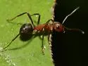 Formica querquetulana - photo 3