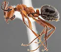 Formica reflexa - Formica reflexa