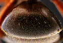 Formica reflexa - photo 4