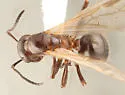 Formica reflexa - photo 5