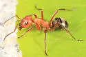 Formica rubicunda - Formica rubicunda