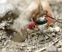 Formica rubicunda - photo 4