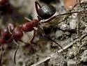 Formica rubicunda - photo 5