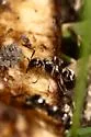 Formica subaenescens