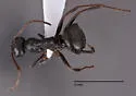 Formica subaenescens - photo 3