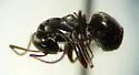 Formica subaenescens - photo 4