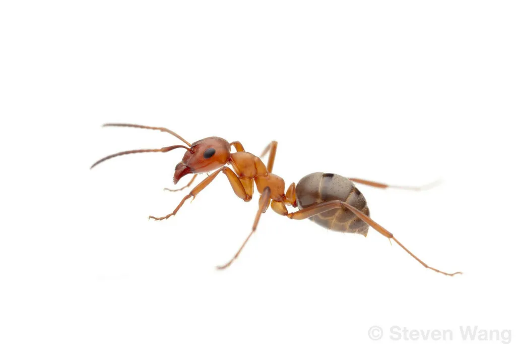 Formica subintegra - photo 2