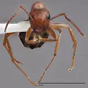 Formica subnitens - photo 2