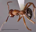 Formica subnitens - photo 3
